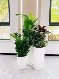 镇海盆景租摆专业